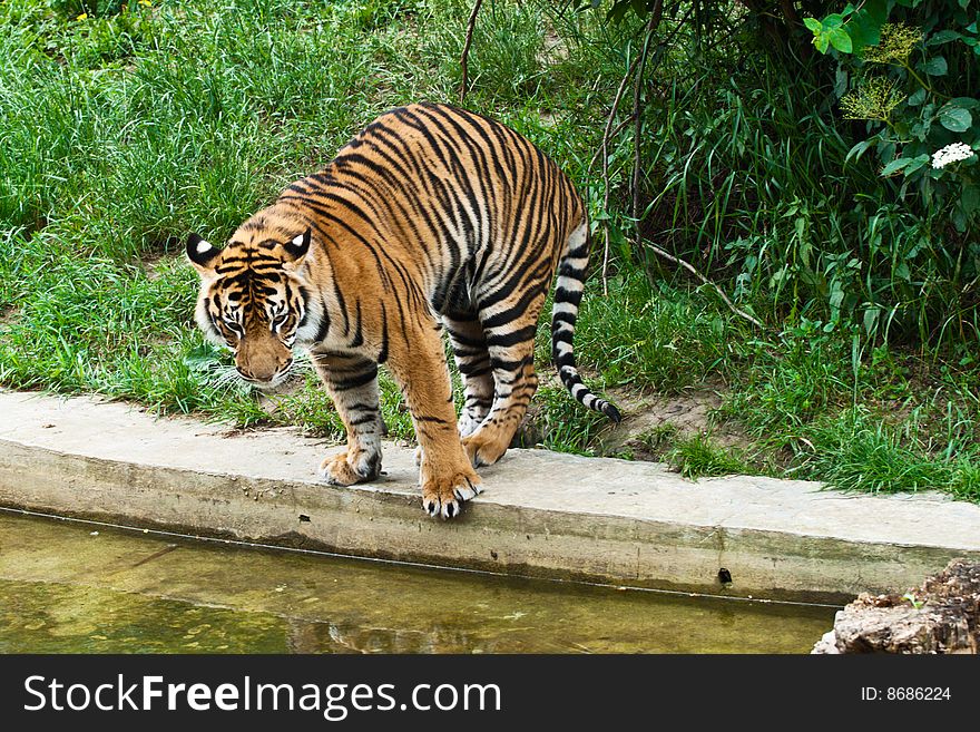 Big tiger stand on board of water on green grass.