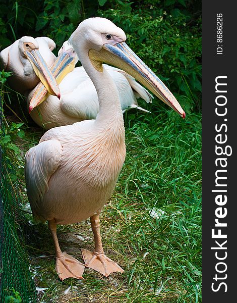 One pelican stand on foreground and couple on background. One pelican stand on foreground and couple on background.