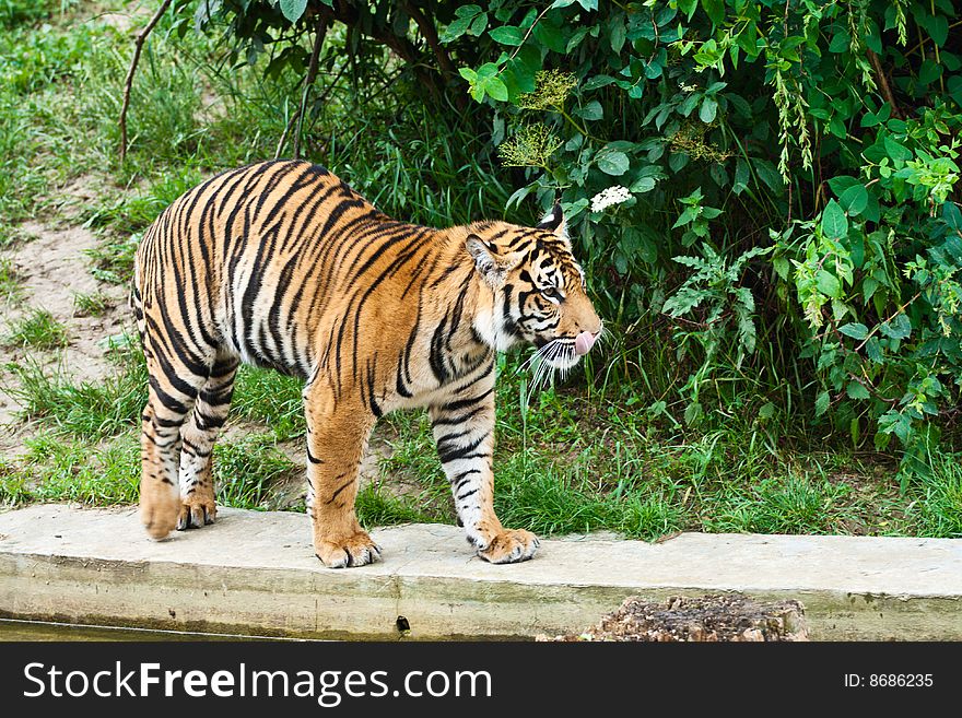 Big tiger walk on board of water on green grass.