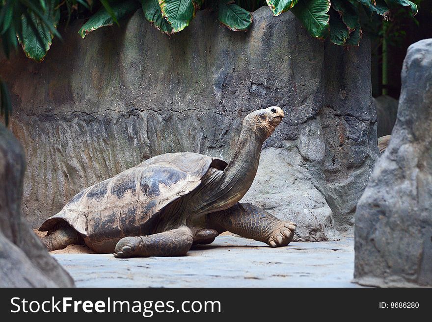 Big grey-brown tortoise creep on rock. It has long neck. Big grey-brown tortoise creep on rock. It has long neck.