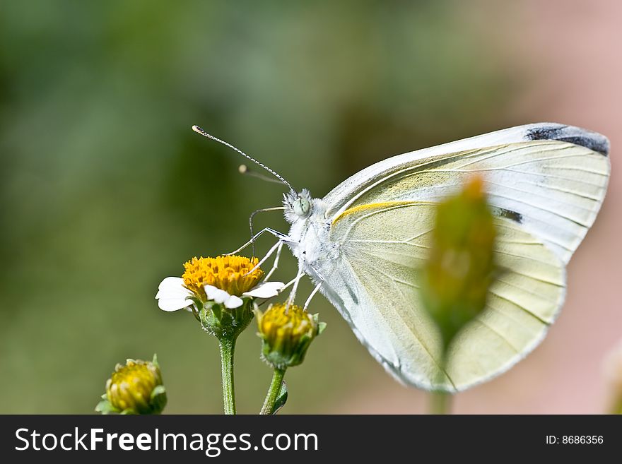 A resting butterfly, taken at a butterfly conservation park