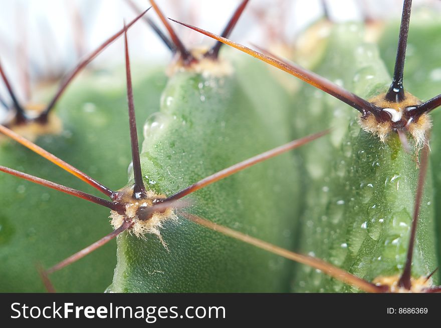 Macro Of Green Cactus