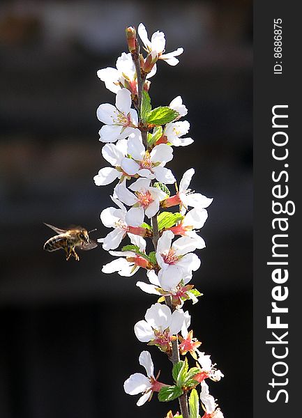Bee, collecting pollen from the flowering branch of cherry.