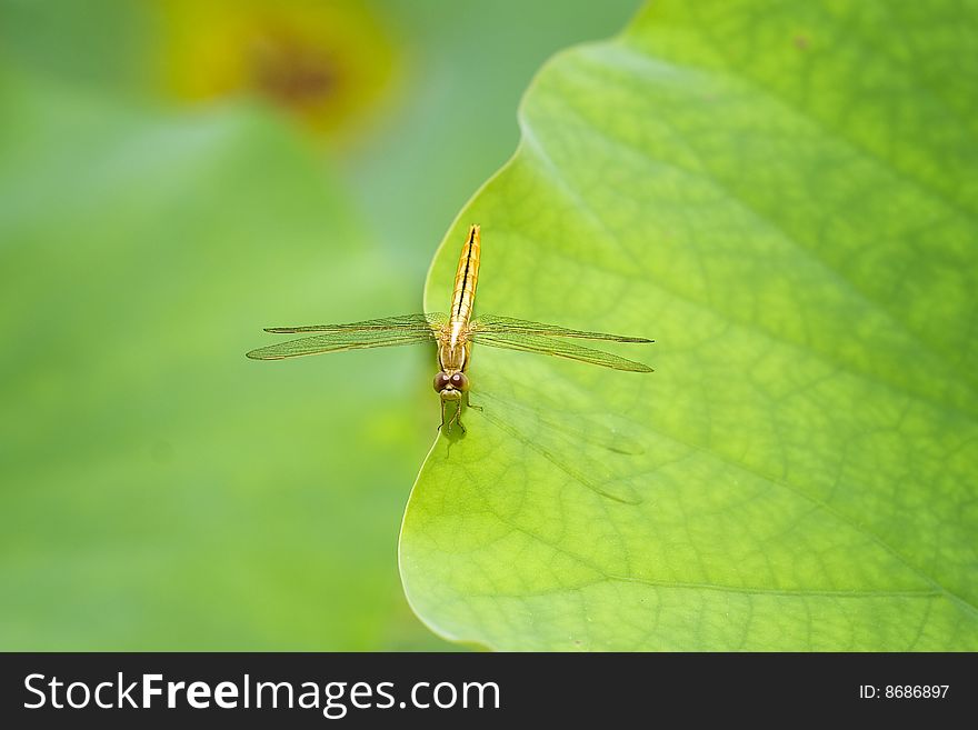 A dragonfly is having a rest