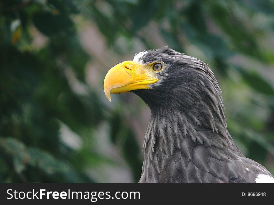 Beautiful portrait of a eagle