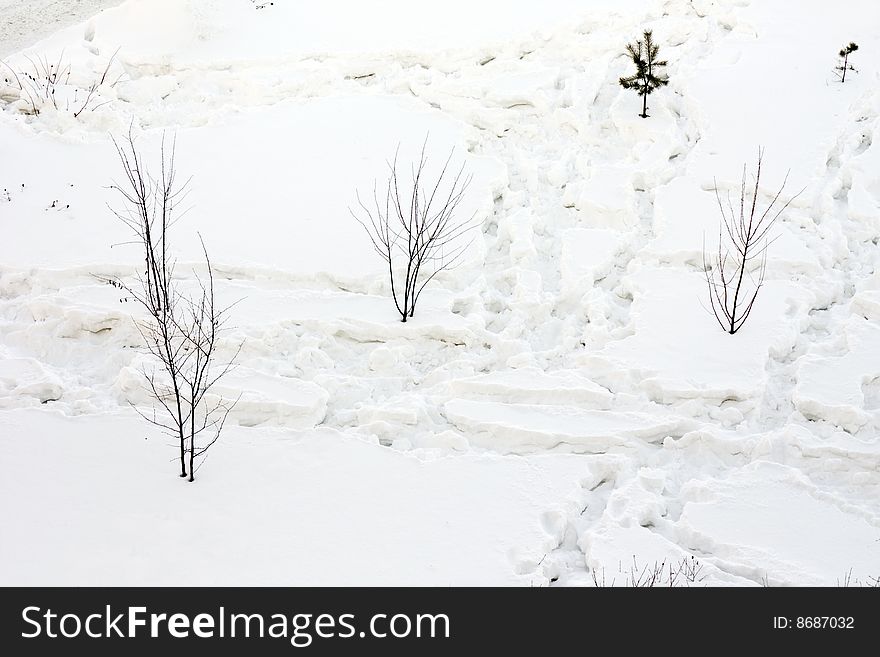 Set of traces on snow among trees