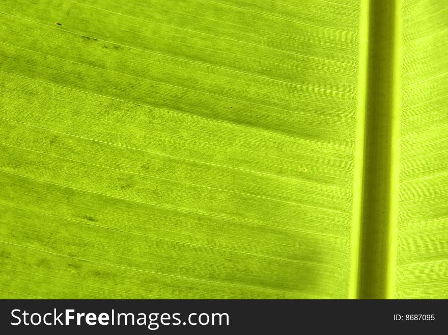 Closeup of beautiful green banana palm leaf. Closeup of beautiful green banana palm leaf