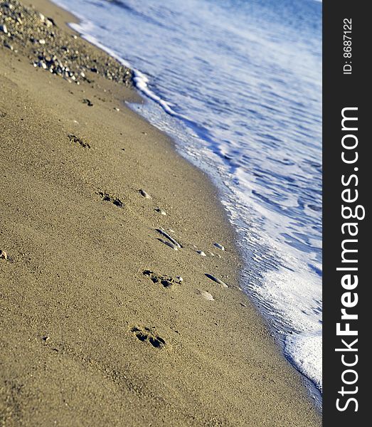 Dog footprints on wet sand on seashore. Dog footprints on wet sand on seashore