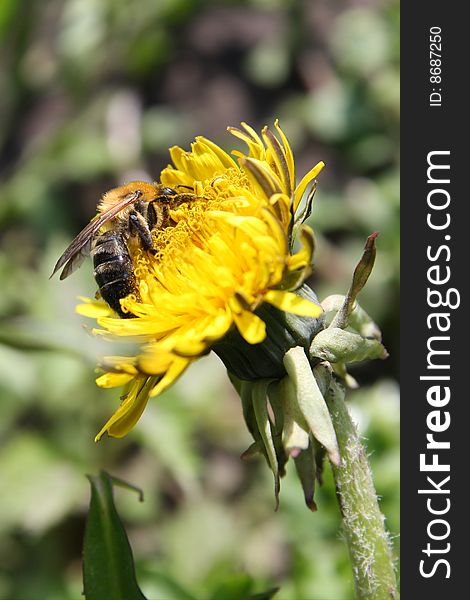 Honey bee on yellow flower collecting pollen. Honey bee on yellow flower collecting pollen