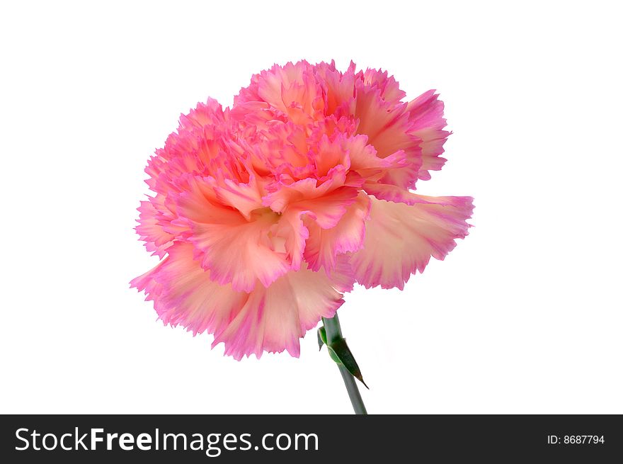 A beautiful pink carnation, isolated.