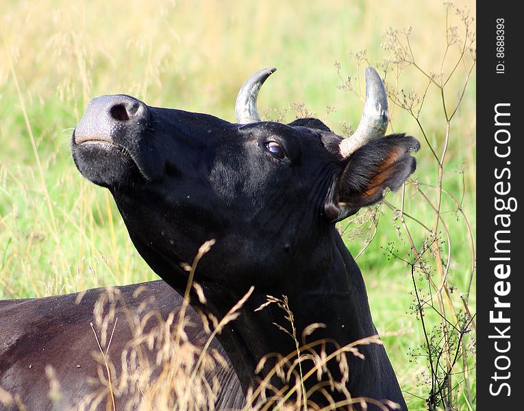 Portrait Of Cow
