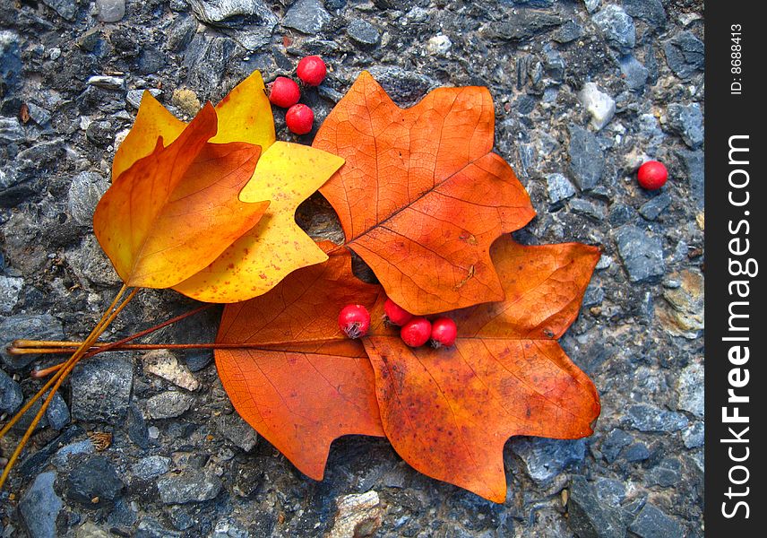 Autumn maple leaves on the gravel