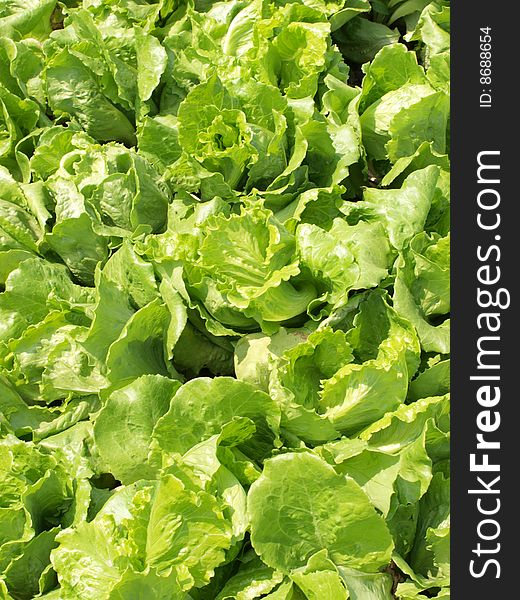 A closeup shot of green and fresh lettuce under sunshine. A closeup shot of green and fresh lettuce under sunshine.