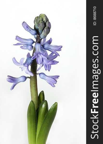 New fresh and fragrant hyacinth