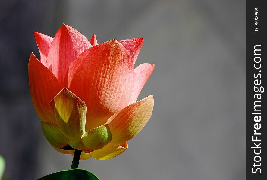 Water-Lily - Pink Lotus