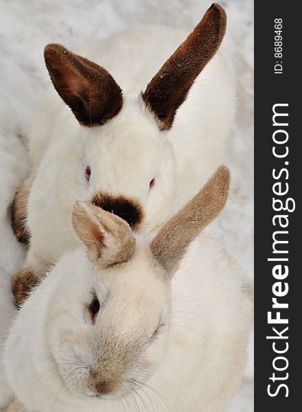 Two white rabbits with brown ears on the snow