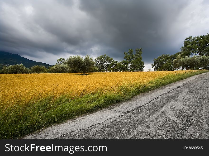 Cloudy sky over a wheat field
