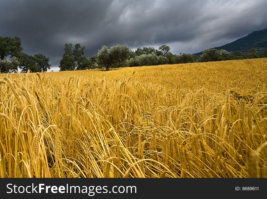 Cloudy sky over a wheat field