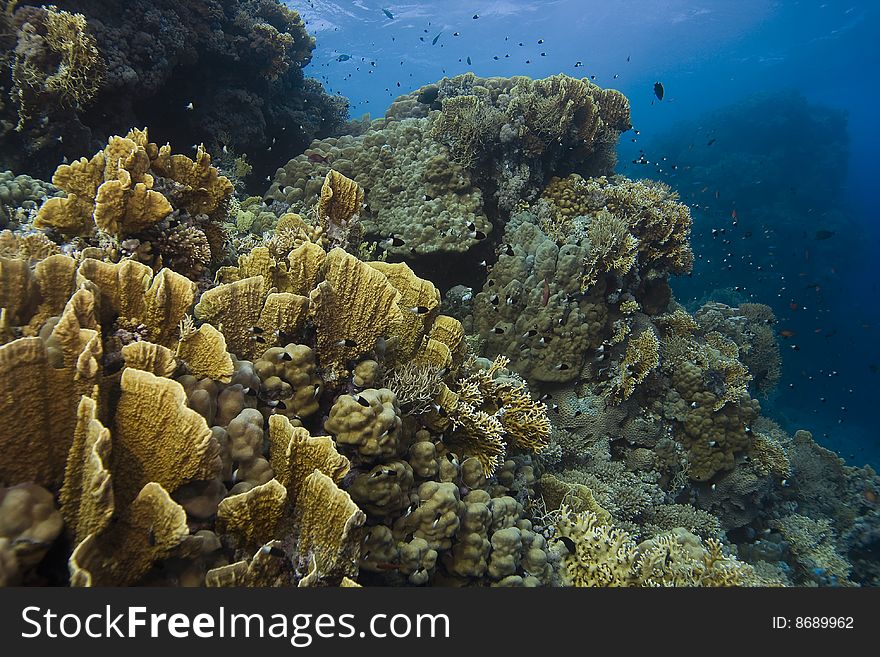 A beautiful scene from the underwater world of the Red Sea. Rocks covered with leaf corals (Mycedium umbra). A beautiful scene from the underwater world of the Red Sea. Rocks covered with leaf corals (Mycedium umbra)