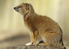 Cute Yellow Mongoose Free Stock Images Photos Stockfreeimages Com