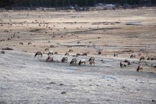Field Of Elk Royalty Free Stock Photos Field Of Elk Royalty Free Stock Photos