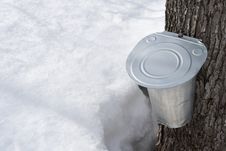 Collecting Maple Sap In Spring Stock Photo Collecting Maple Sap In Spring Stock Photo