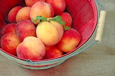 A Basket Of Fresh Deliciious Peaches Royalty Free Stock Photography A Basket Of Fresh Deliciious Peaches Royalty Free Stock Photography