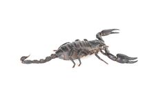 Scorpion Royalty Free Stock Photography Scorpion Royalty Free Stock Photography