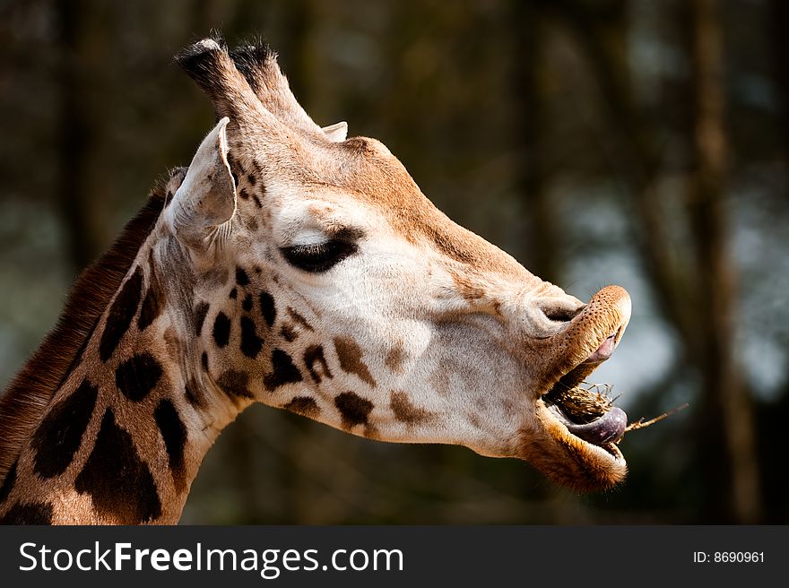 Close-up of a giraffe. Close-up of a giraffe