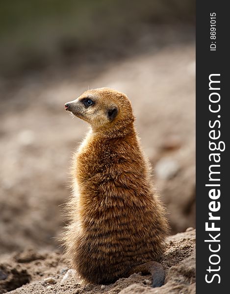 Close up of a cute meerkat (Suricata suricatta)