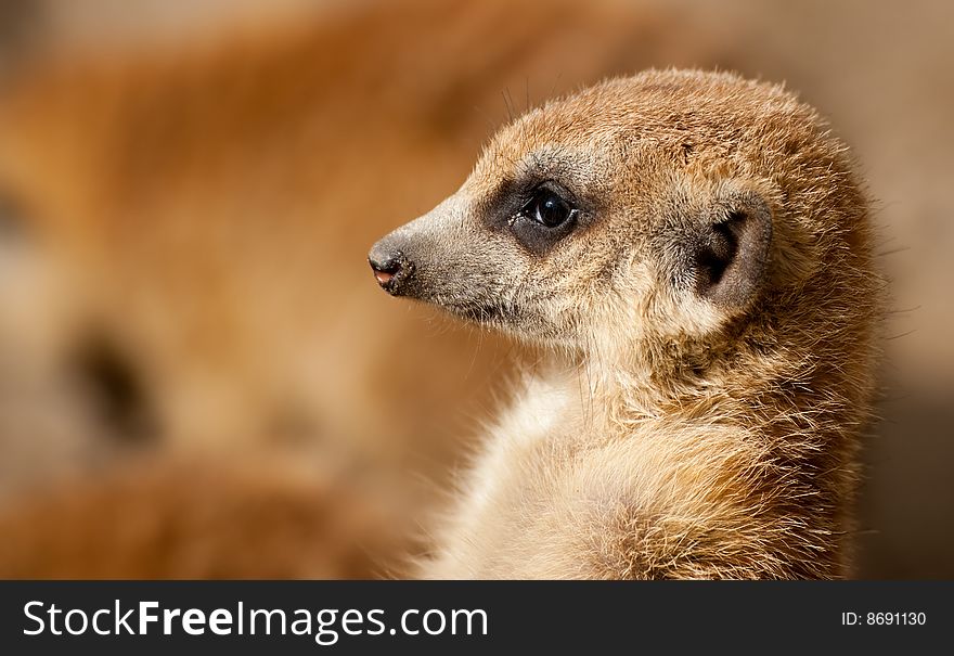 Close up of a cute meerkat (Suricata suricatta)