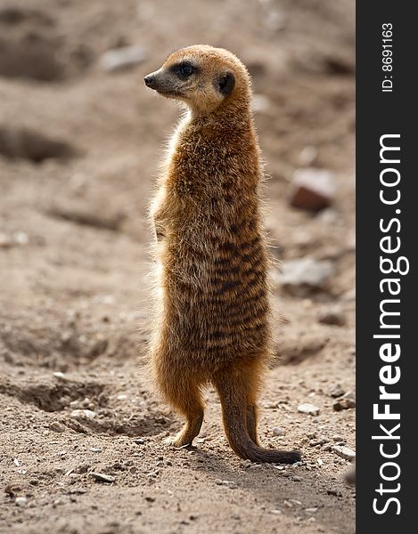 Close up of a cute meerkat (Suricata suricatta)