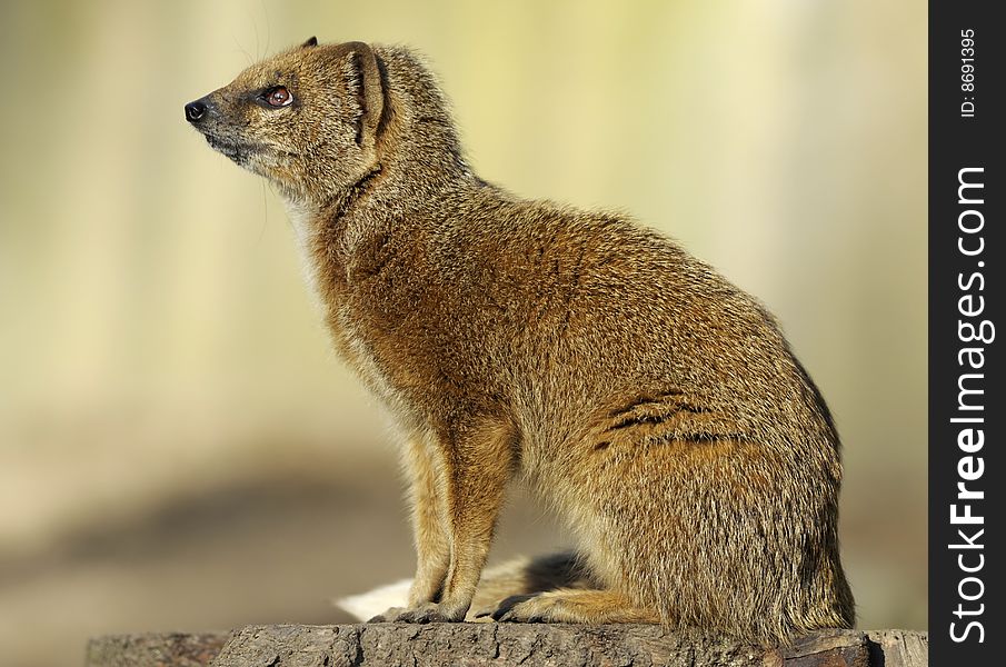 Cute yellow mongoose (Cynictis penicillata)