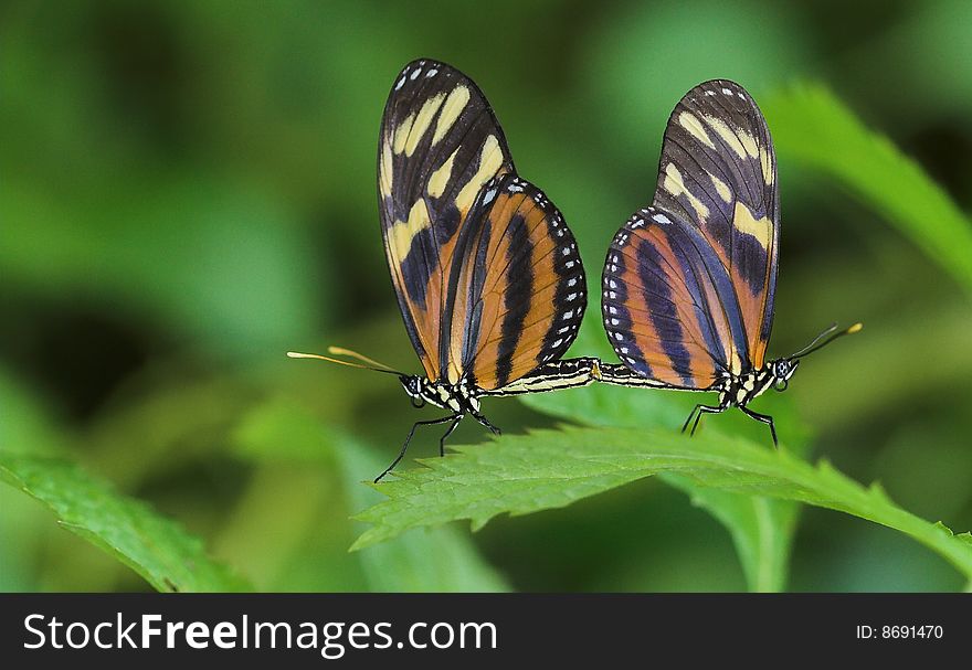 Two tropical butterflies pairing on a leaf. Two tropical butterflies pairing on a leaf
