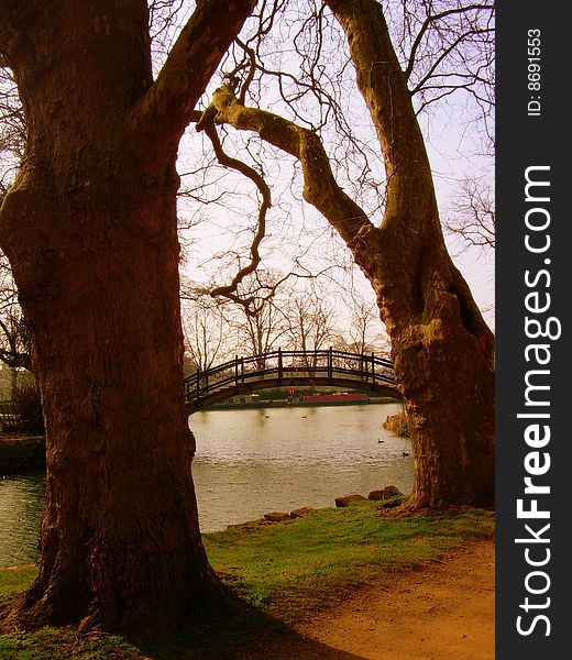 Very old trees and wooden bridge across the river at the sunset in the Christ Church Meadow Park in Oxford, England. In this picture it seems like two trees are connected by the bridge. Very old trees and wooden bridge across the river at the sunset in the Christ Church Meadow Park in Oxford, England. In this picture it seems like two trees are connected by the bridge.