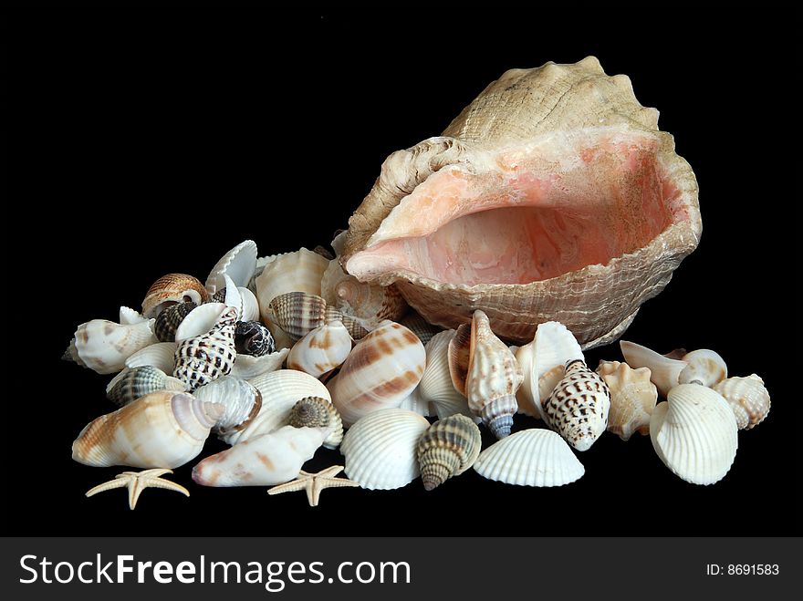 Sea shells on black background