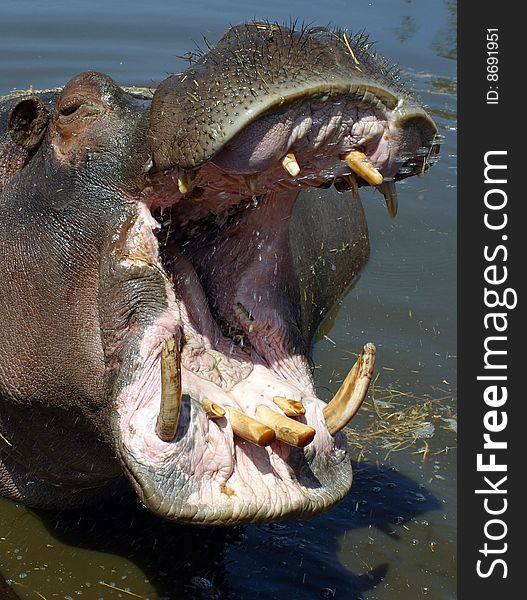 Head of hyppopotamus with opened mouth showing teeth. Head of hyppopotamus with opened mouth showing teeth