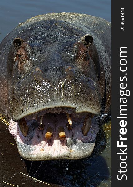 Hyppopotamus in a water with opened mouth. Hyppopotamus in a water with opened mouth