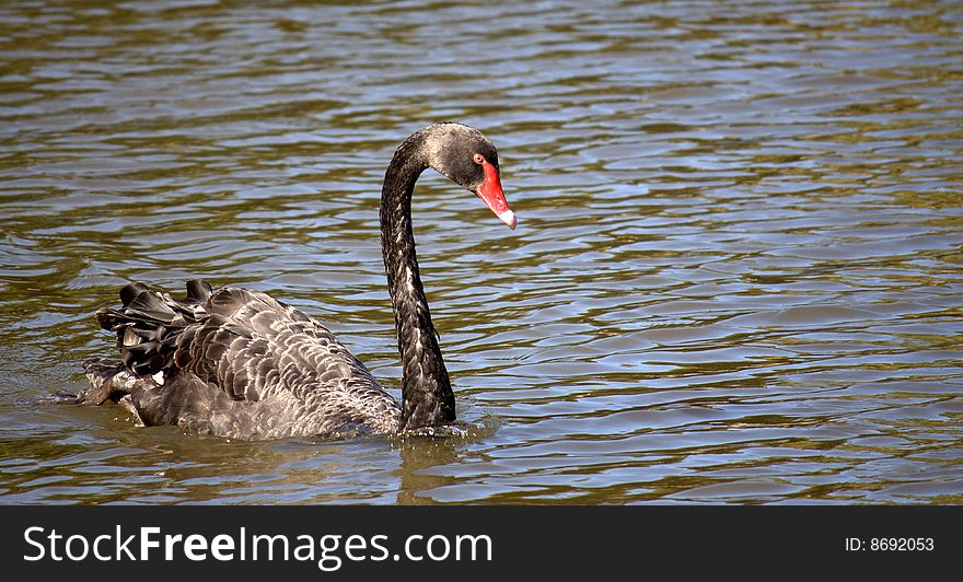 The Black Swan (Cygnus atratus) is native to Australia and is a beautiful sight!