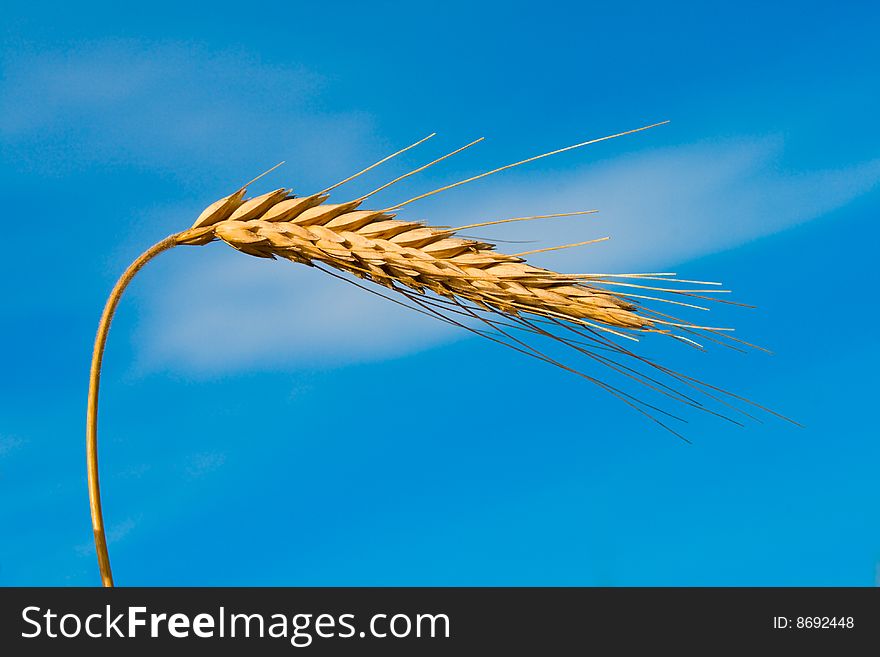 Close-up wheat spikelet on blue sky background