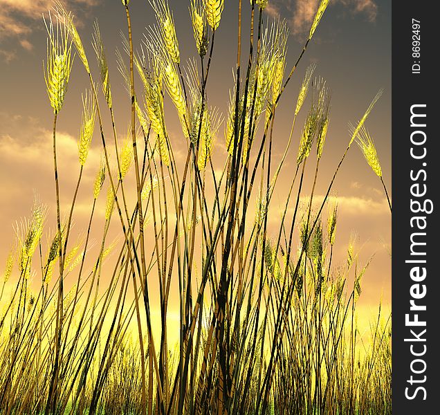 Beautiful wheat field in the sunset