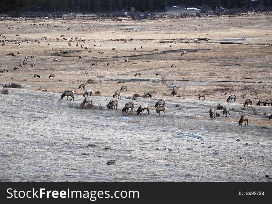 Field Of Elk