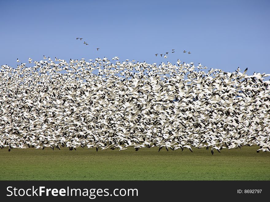 Snow Geese lift-off from field. Snow Geese lift-off from field
