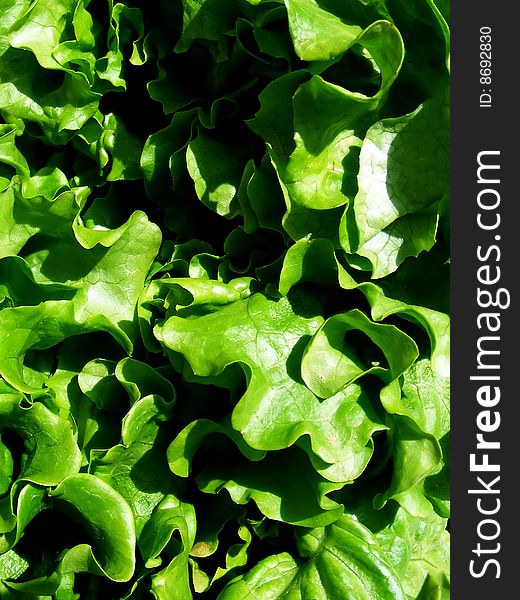 Bunch of fresh green lettuce - close up. Bunch of fresh green lettuce - close up