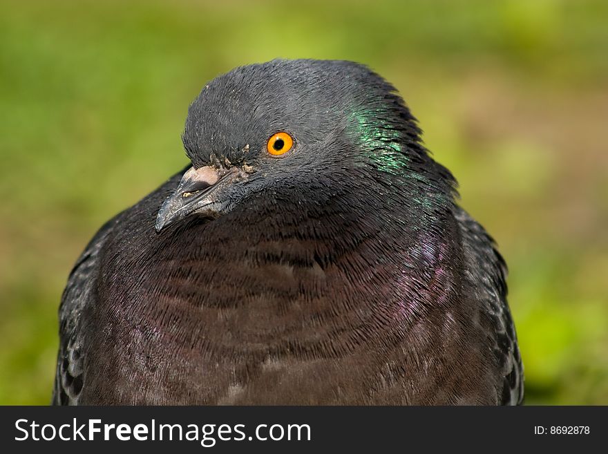 Portrait of a wild pigeon. Looks in a camera. Portrait of a wild pigeon. Looks in a camera.