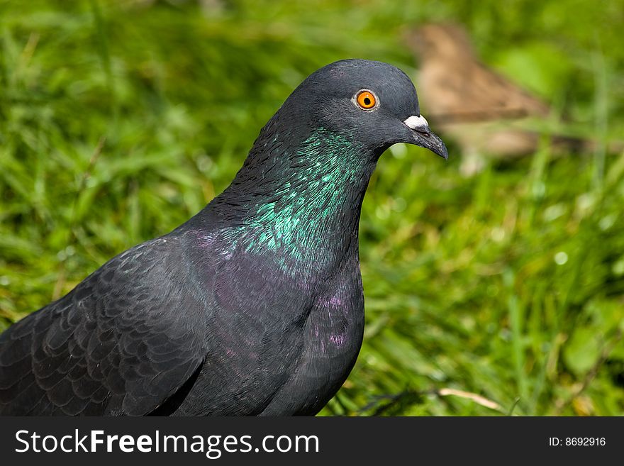 Portrait of a wild pigeon. Looks in a camera. Portrait of a wild pigeon. Looks in a camera.