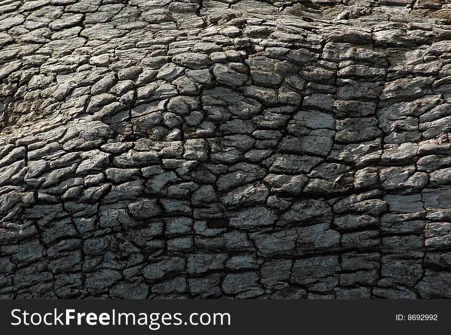 Texture on bark of tree. Texture on bark of tree