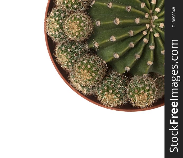 Echinopsis cactus