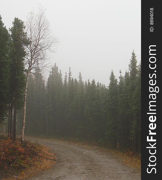 Fog On A Drive In A Dense Alaska Spruce Forest