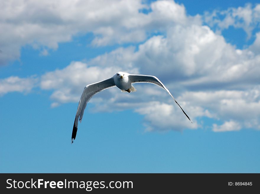 Seagull in the sky with clouds